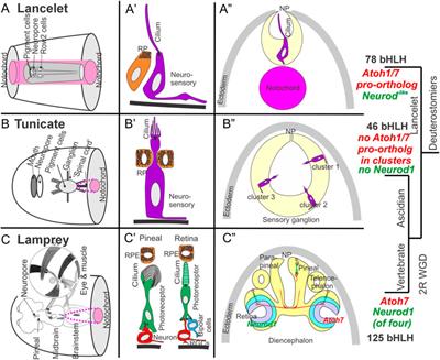 Gene networks and the evolution of olfactory organs, eyes, hair cells and motoneurons: a view encompassing lancelets, tunicates and vertebrates